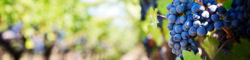 Vino, alcolici e birre Vino, alcolici e birre