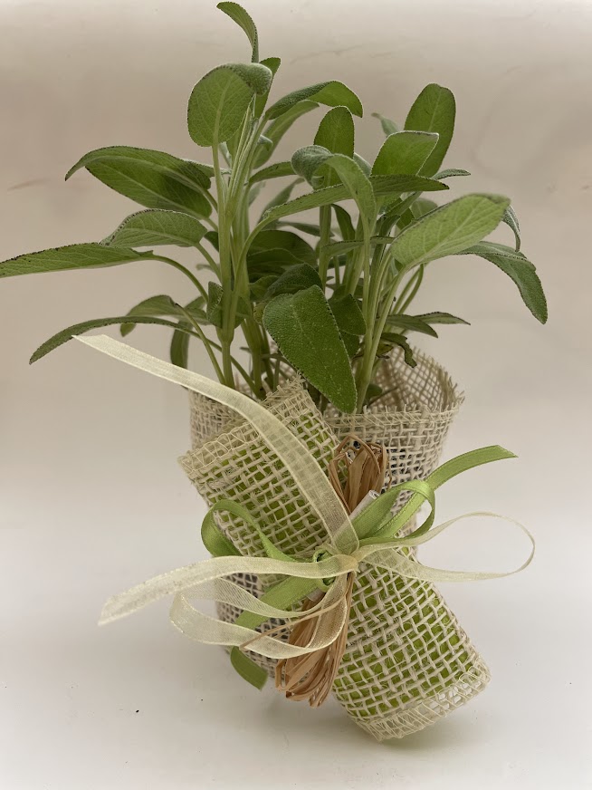 Bomboniera pianta aromatica con porta confetti equo solidale