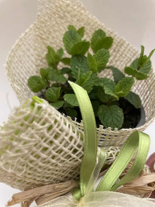 Bomboniera pianta aromatica con porta confetti equo solidale