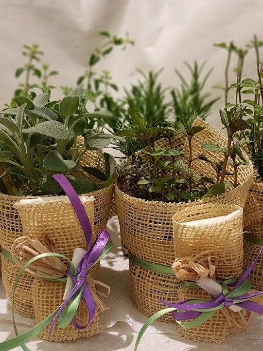 Bomboniera con piante aromatiche e portaconfetti