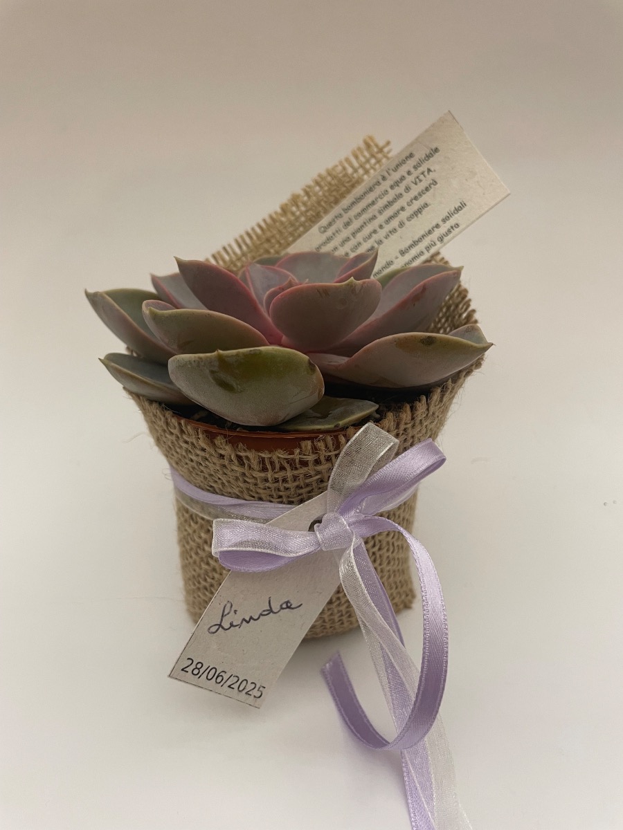 Bomboniera con PIANTA Succulente con juta e nastri - senza confetti 