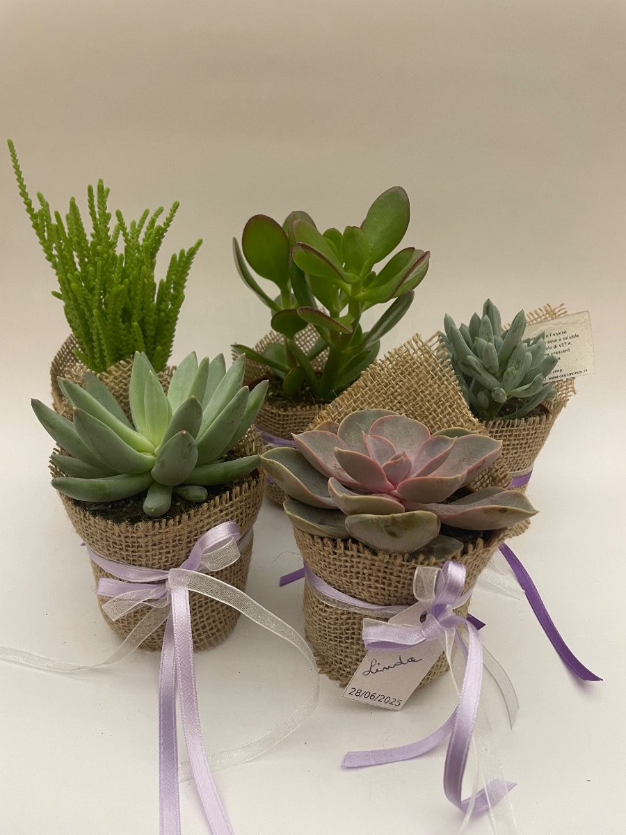 Bomboniera con PIANTA Succulente con juta e nastri - senza confetti