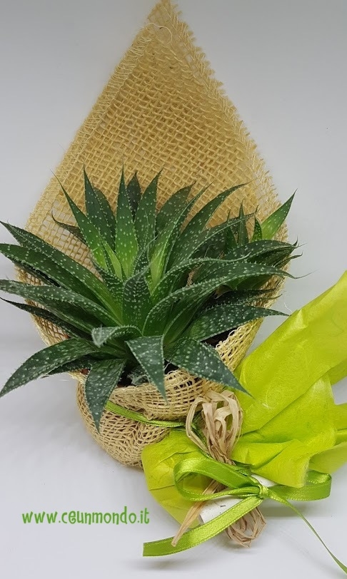 Bomboniera pianta grassa, Succulente con porta confetti equo solidale