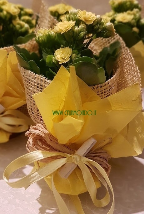 Bomboniera con piantina calacola