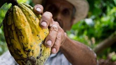 In risposta a Report "Cacao Amaro"